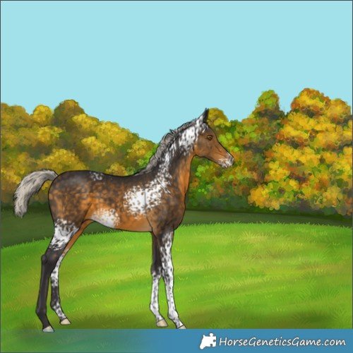 Horse Color:White Spotted Silver Buckskin 