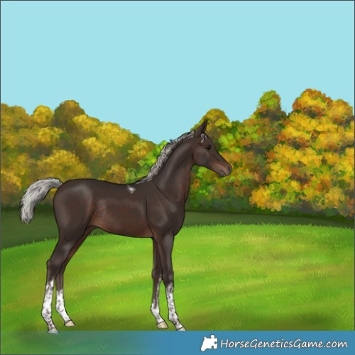 Horse Color:White Spotted Silver Brown Tobiano Rabicano 