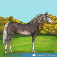 Horse Color:White Spotted Silver Brown Tobiano Rabicano 