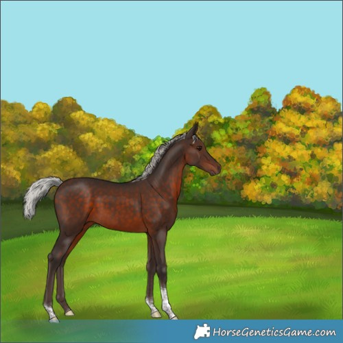 Horse Color:White Spotted Silver Brown Tobiano Rabicano 