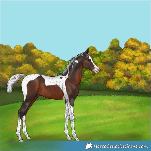 Horse Color:Silver Brown Splash Tobiano 