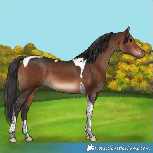 Horse Color:Brown Tobiano 