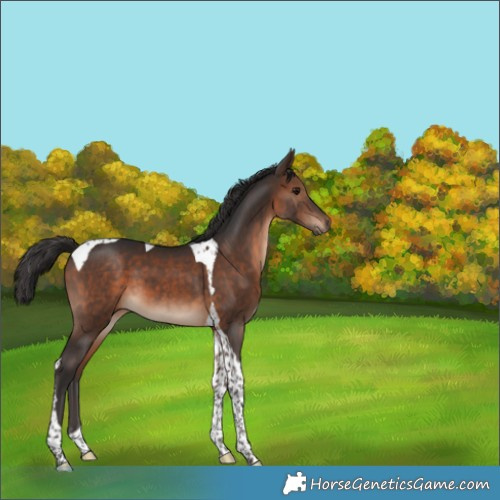 Horse Color:Brown Tobiano 