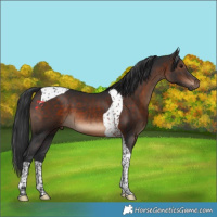 Horse Color:Brown Tobiano 