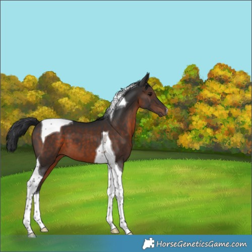 Horse Color:Brown Tobiano 