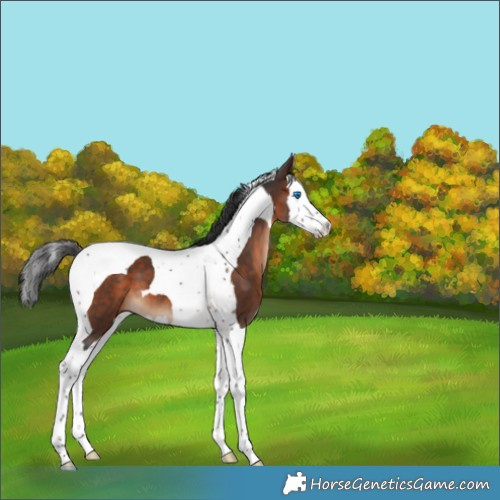 Horse Color:Brown Splash Tobiano 