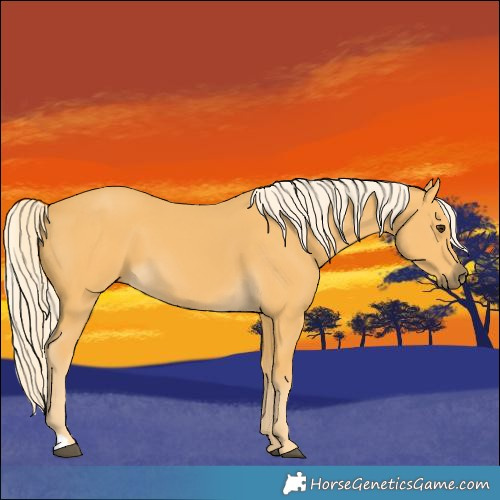 Horse Color:Palomino 