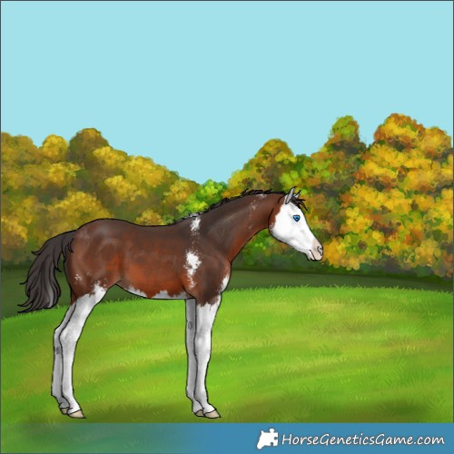 Horse Color:Brown Sabino Splash 