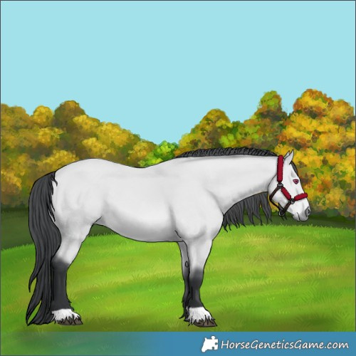 Horse Color:Bay Chinchilla