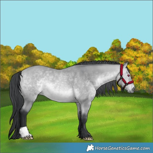 Horse Color:Bay Chinchilla 