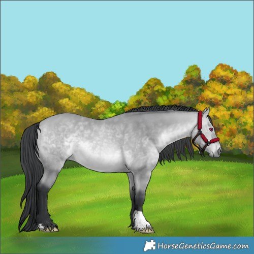Horse Color:Bay Chinchilla