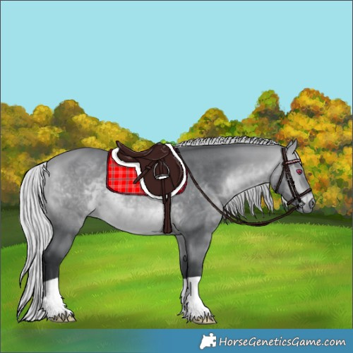Horse Color:Silver Bay Chinchilla 