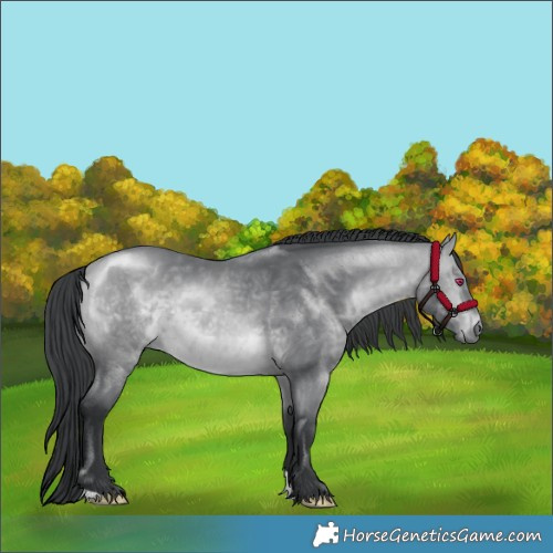 Horse Color:Bay Chinchilla