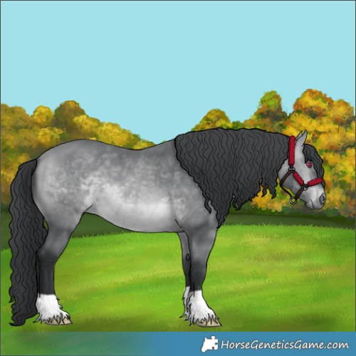 Horse Color:Bay Chinchilla 