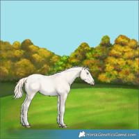 Horse Color:Palomino Roan Pearl  and Palomino Roan Pearl Splash 
