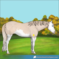 Horse Color:Perlino Splash 