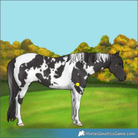 Horse Color:White Spotted Smoky Black Tobiano 