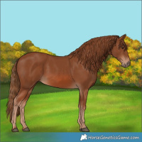 Horse Color:Chestnut 