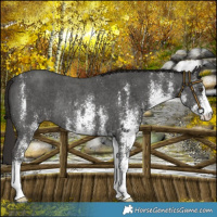 Horse Color:White Spotted Liver Chestnut Rabicano 