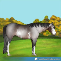 Horse Color:Gray Bay Sabino Rabicano 