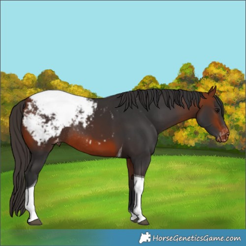 Horse Color:Bay Tobiano Appaloosa Rabicano 