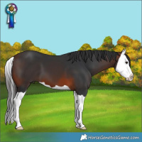 Horse Color:Brown Splash 