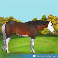 Horse Color:Brown Splash
