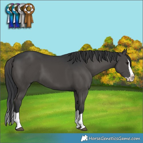 Horse Color:Black Splash 