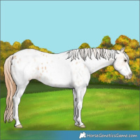 Horse Color:White Spotted Red Dun Appaloosa 