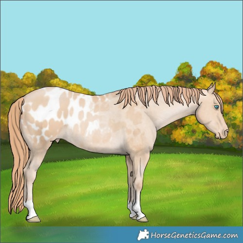 Horse Color:Buckskin Pearl Appaloosa Rabicano 