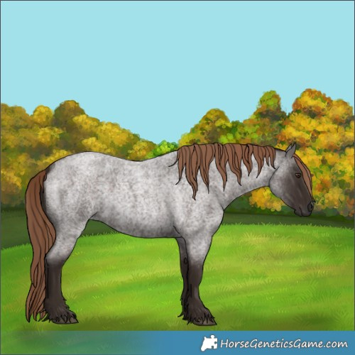 Horse Color:Liver Red Roan 