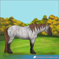 Horse Color:Liver Red Roan 