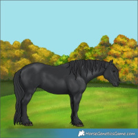 Horse Color:Black 