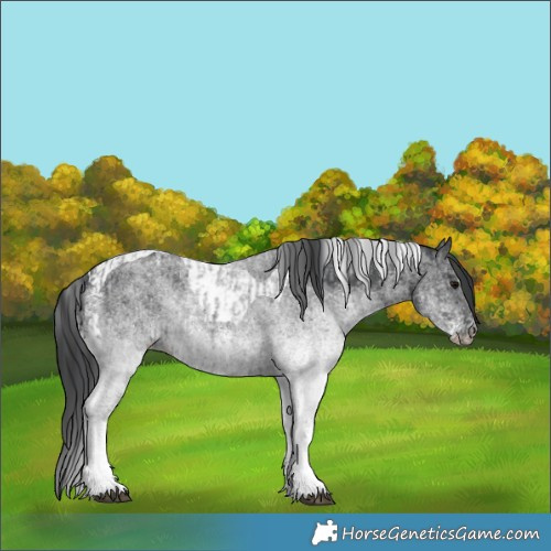 Horse Color:White Spotted Blue Roan Rabicano  and White Spotted Black Tobiano Rabicano 