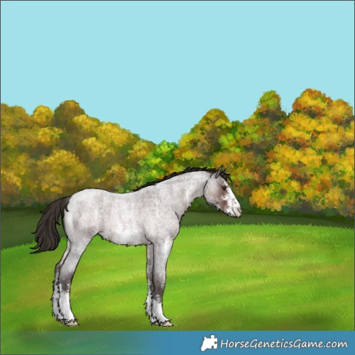 Horse Color:Liver Red Roan Sabino 