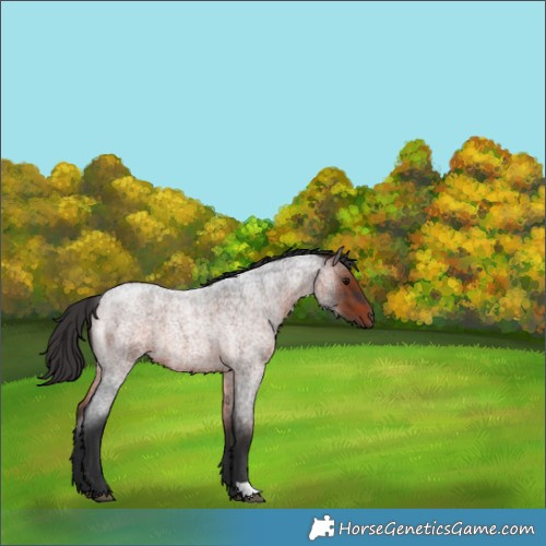 Horse Color:Brown Roan 