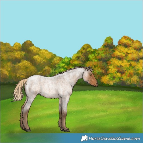 Horse Color:Chocolate Palomino Roan 
