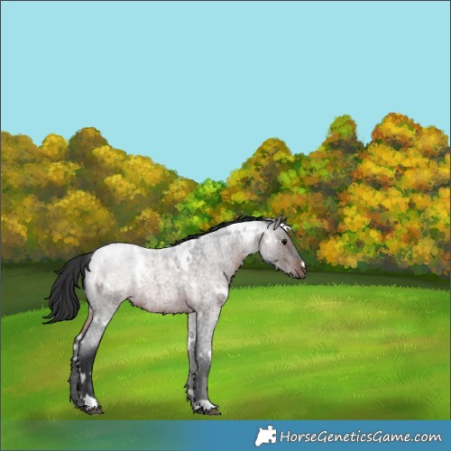 Horse Color:White Spotted Brown Roan 