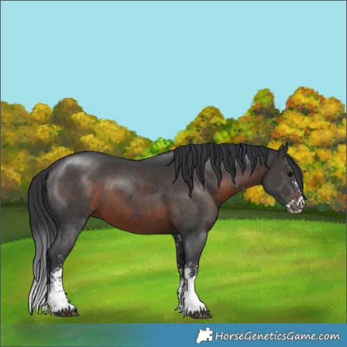 Horse Color:Brown Sabino