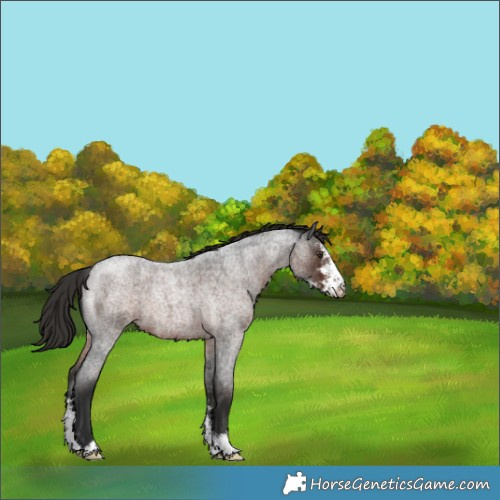 Horse Color:Liver Red Roan Sabino 