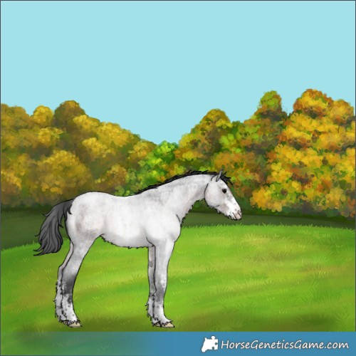 Horse Color:Brown Roan Sabino 