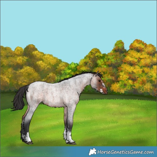Horse Color:Brown Roan Sabino 