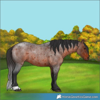 Horse Color:Bay Roan 