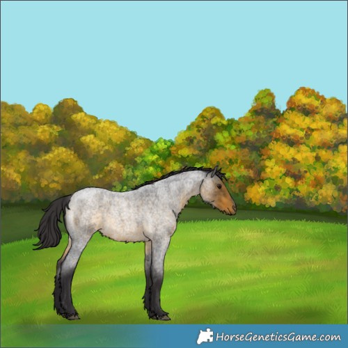 Horse Color:Buckskin Roan 