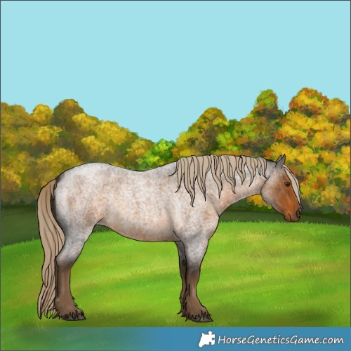 Horse Color:Chocolate Palomino Roan 