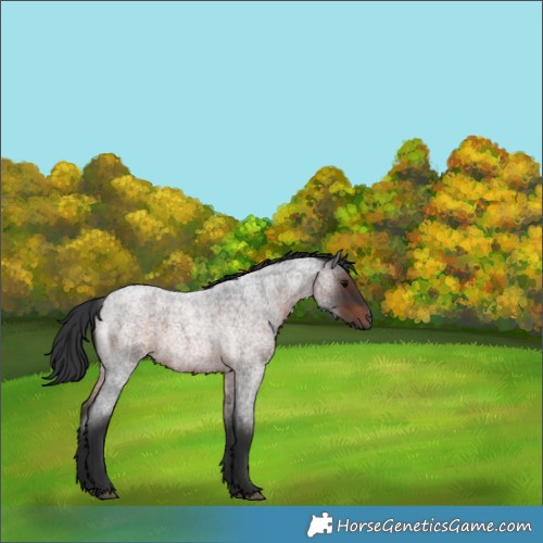 Horse Color:Brown Roan 