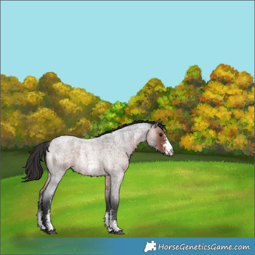Horse Color:Brown Roan Sabino 