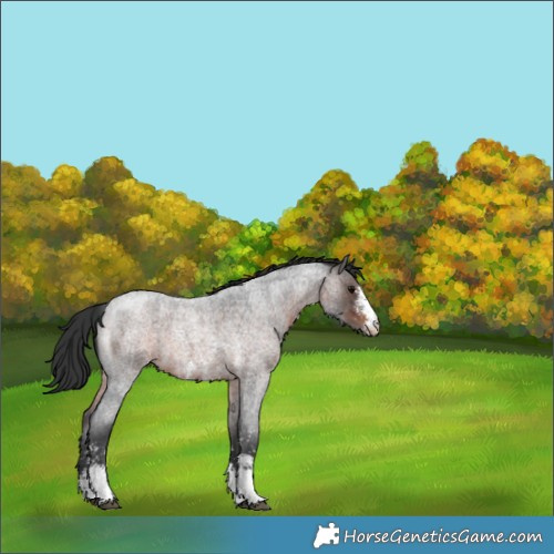 Horse Color:Brown Roan Sabino Appaloosa 