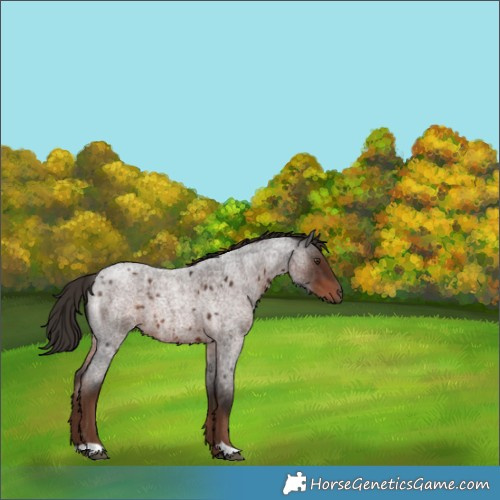 Horse Color:Liver Red Roan 