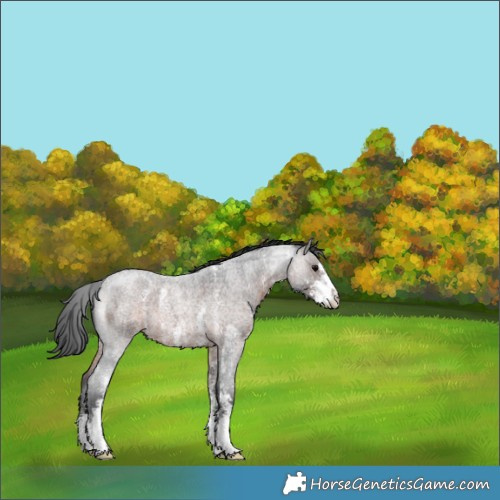 Horse Color:Brown Roan Sabino 